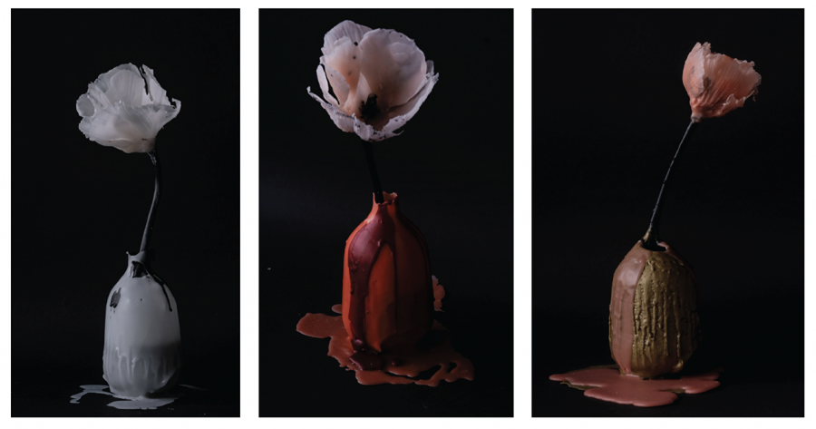 Poppies, 2023